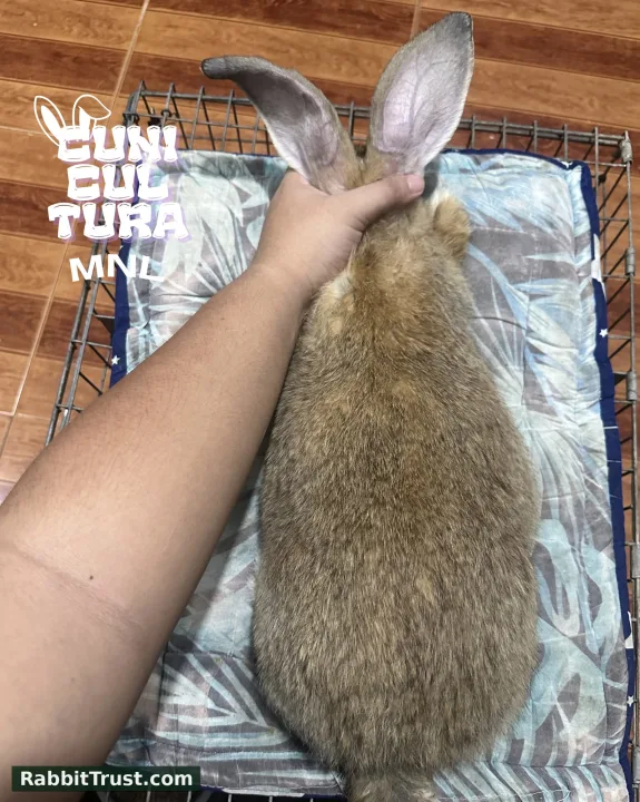Gentle Giant