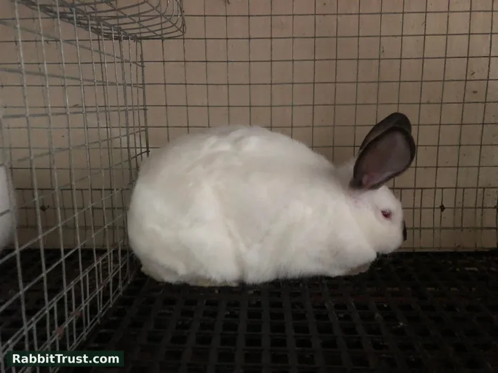 Commercial Breed