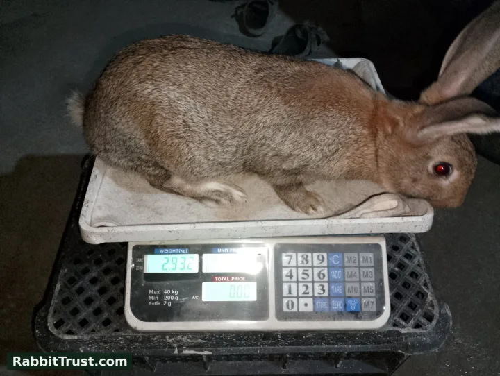 buck available