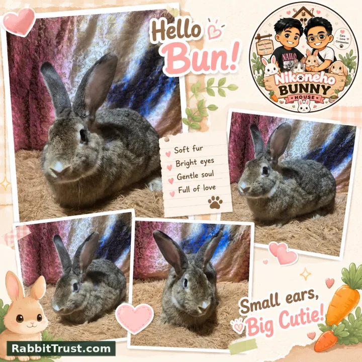 Rehoming Bunny