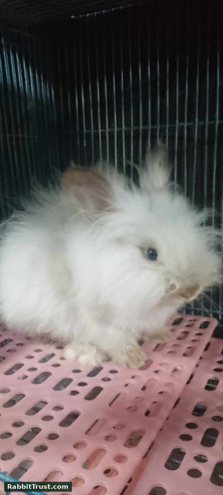 Rabbit photo 2