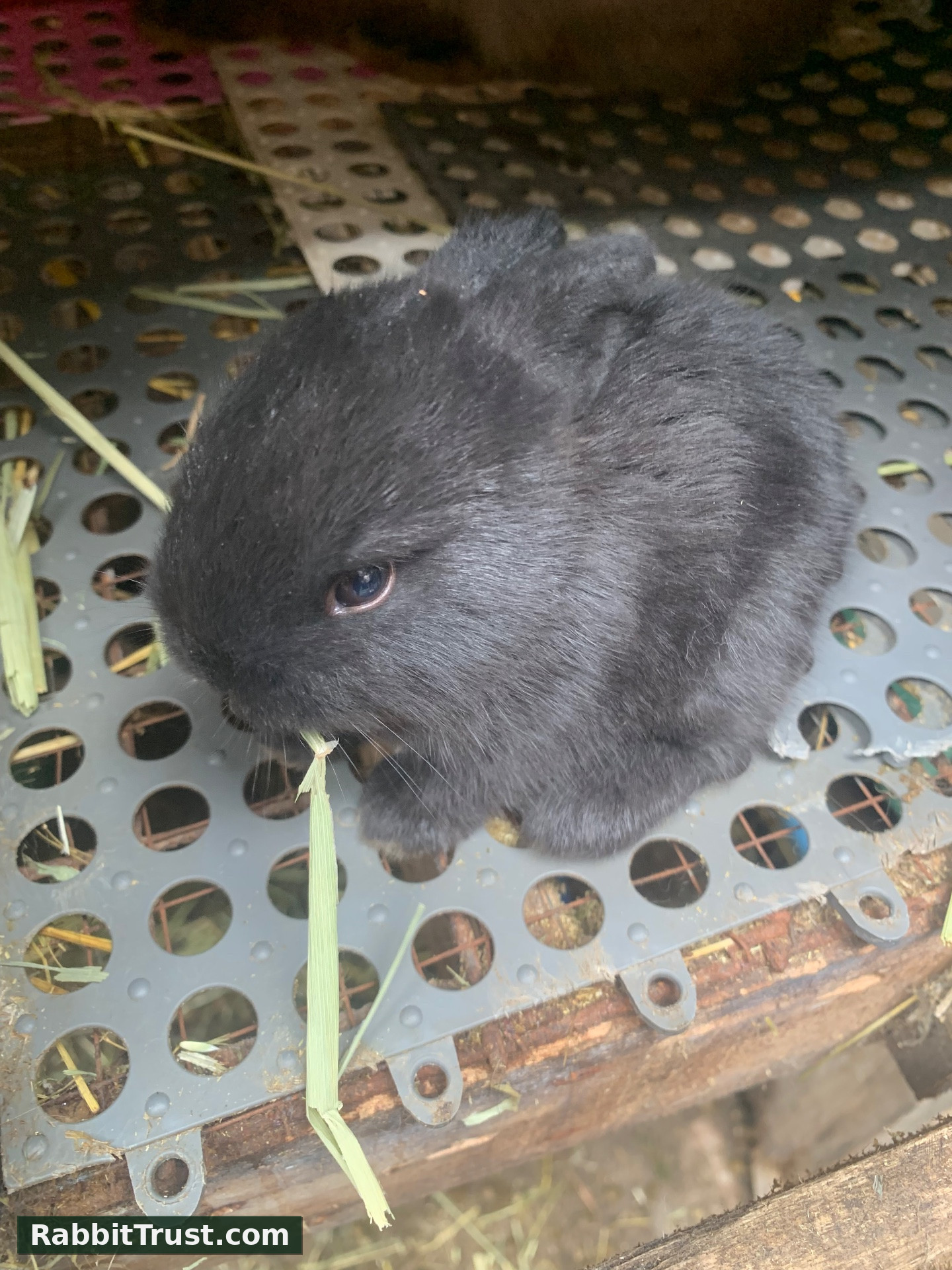 3weeks old holland lop for reservations