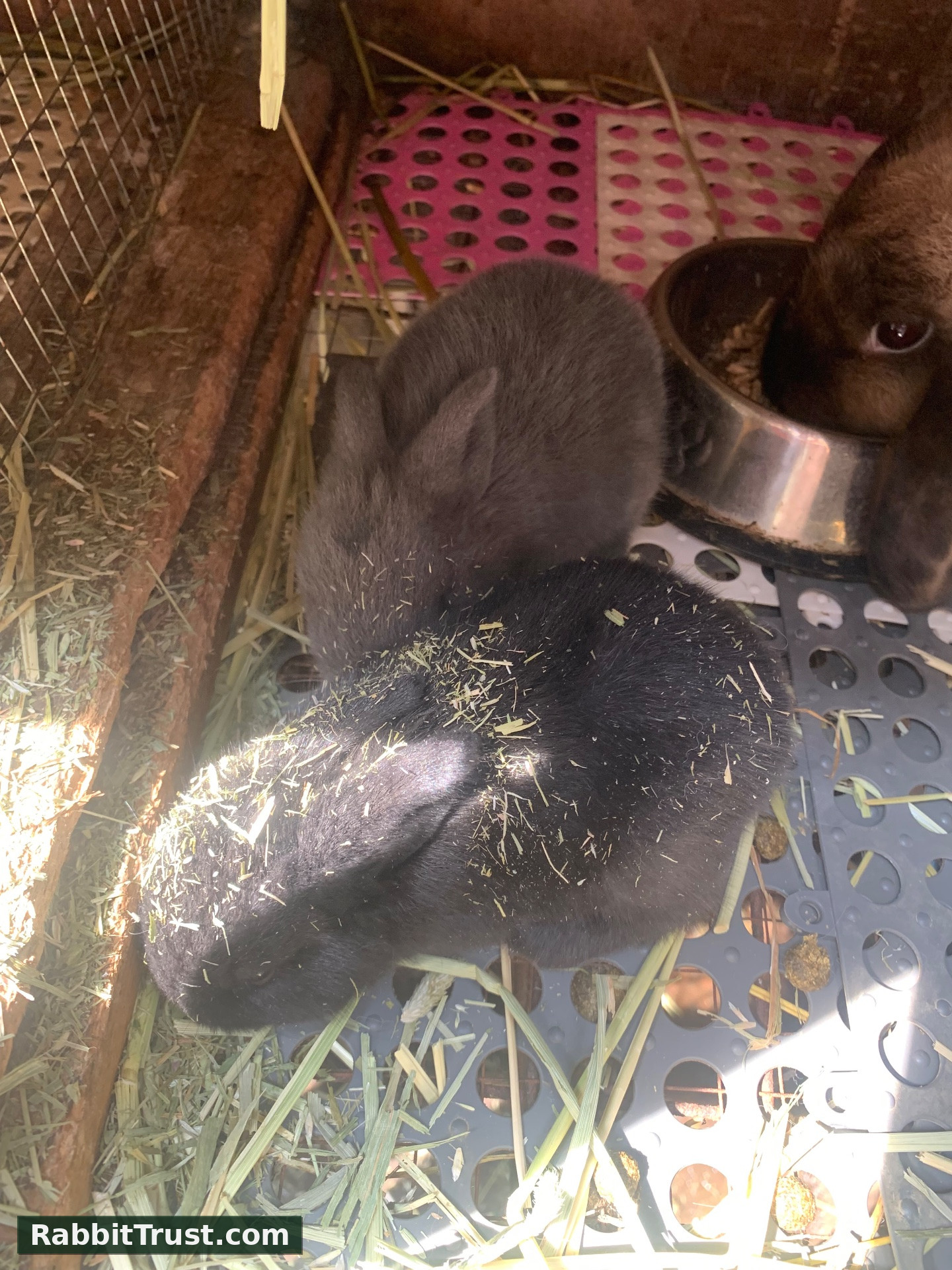 Rabbit photo 2