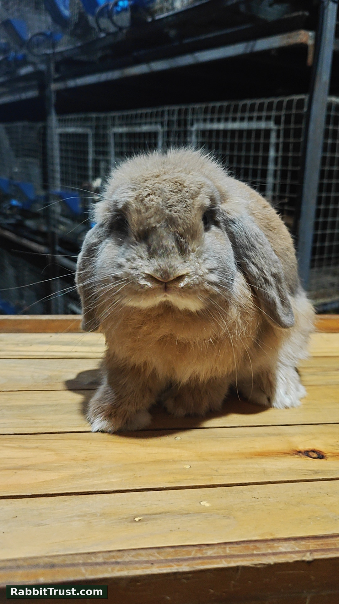 Holland Lop For Rehoming